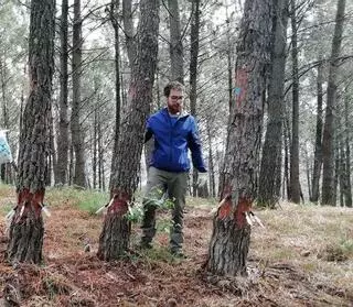 Un estudio prueba el gran potencial de Galicia para producir resina