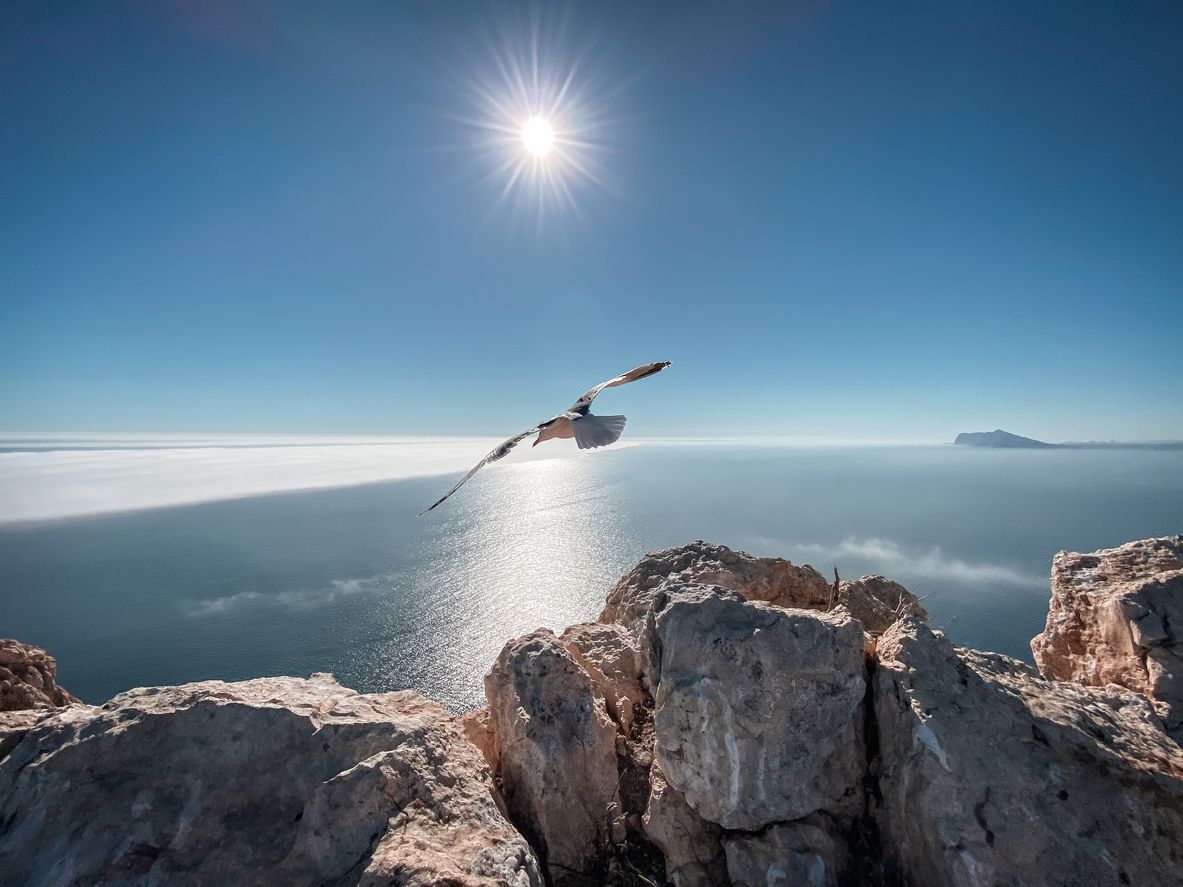 Vuelo de la gaviota desde el peñón de Ifach.