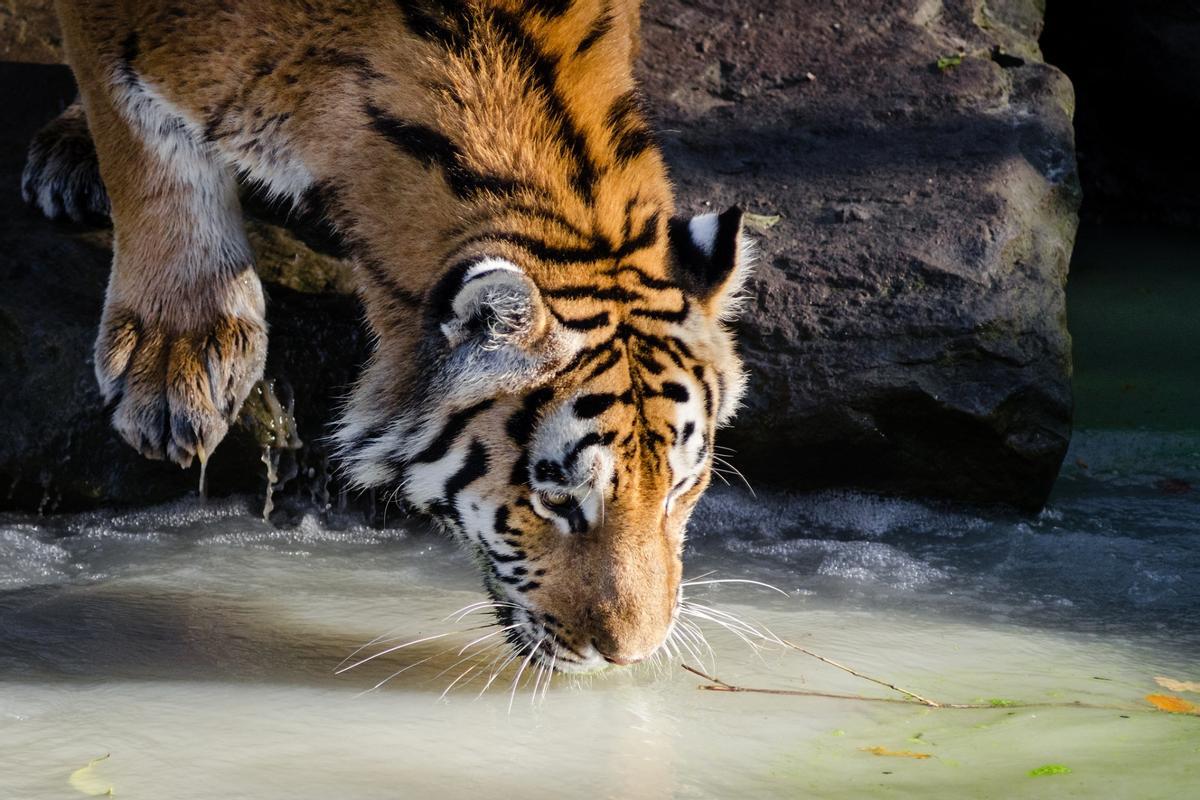 Tigre siberiano (Panthera tigris altaica)