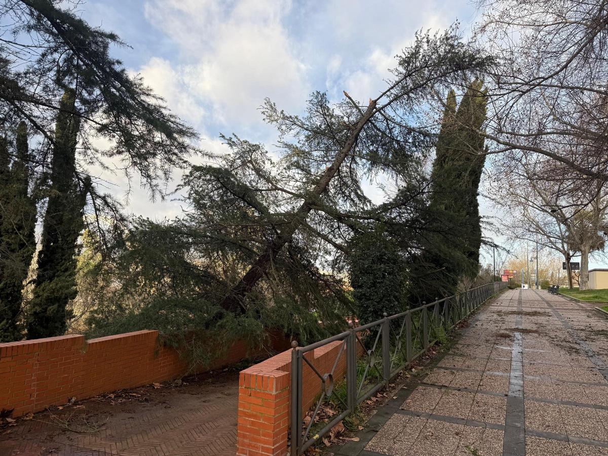 Daños causados por el vendaval.
