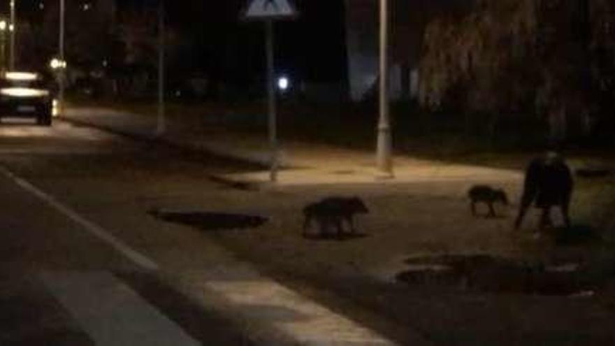 Una familia de jabalíes cruza la carretera en Salinas (Castrillón).