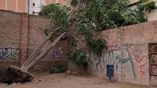 Fuertes rachas de viento tumban varios árboles de L'Hospitalet en una fugaz tormenta veraniega