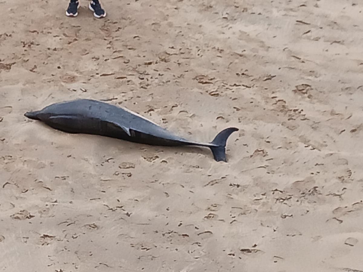 El delfín varado en la playa candasina