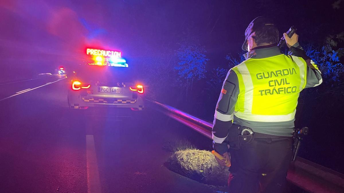 Un jabalí muerto tras ser arrollado por un turismo.