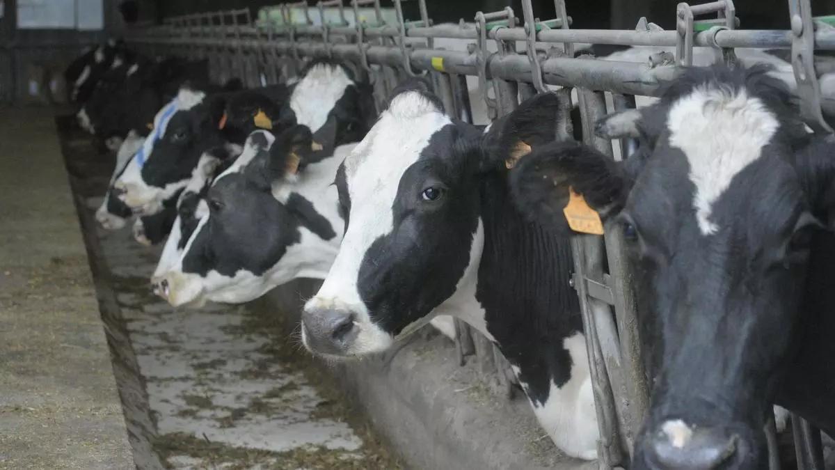 El precio de la leche en Galicia sigue en caída libre y a la cola de España: 45,6 céntimos