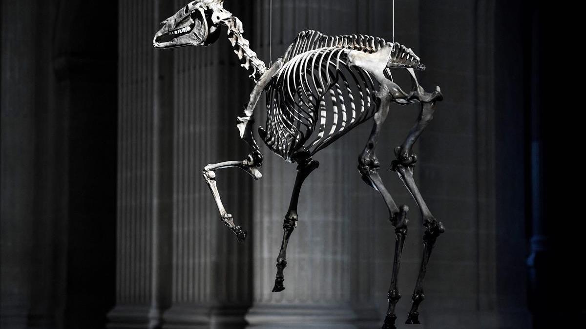 TOPSHOT - This photograph taken on May 7  2021 shows a creation entitled  Marengo   a 3D skeleton of the Napoleon s horse hanging over the Napoleon s tomb (unseen) by French artist Pascal Convert at the Hotel des Invalides  - Marengo (1793 1831) was the famous war horse of Napoleon I and was named after the Battle of Marengo  through which he carried his master  The horse was brought to France from Egypt following the Battle of Abukir in 1799 as a six-year-old  (Photo by STEPHANE DE SAKUTIN   AFP)   RESTRICTED TO EDITORIAL USE - MANDATORY MENTION OF THE ARTIST UPON PUBLICATION - TO ILLUSTRATE THE EVENT AS SPECIFIED IN THE CAPTION