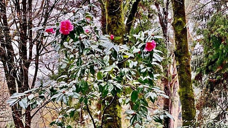 La camelia reticulada Caldas, en el Jardín Botánico de la villa termal.