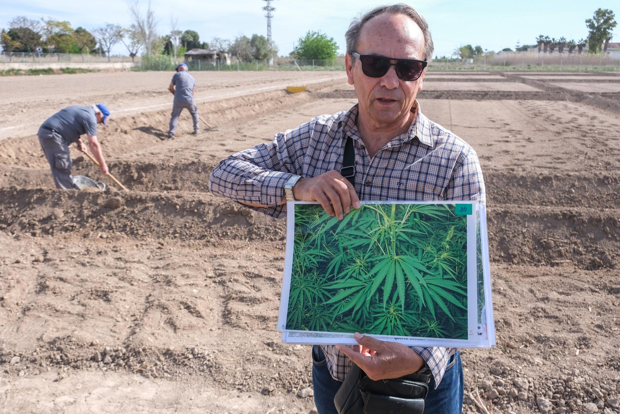 Así es la siembra de cáñamo en Callosa de Segura