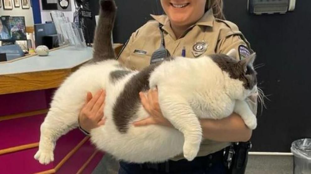 Patches, el gato de 18 kilos que se ha vuelto viral