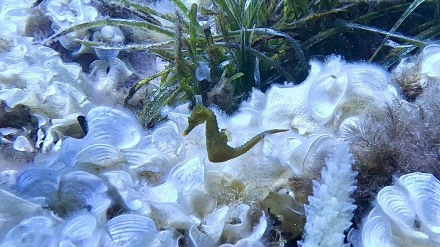 Projekt-des-Palma-Aquarium-Seepferdchen-finden-vor-Mallorca-ein-neues-Zuhause