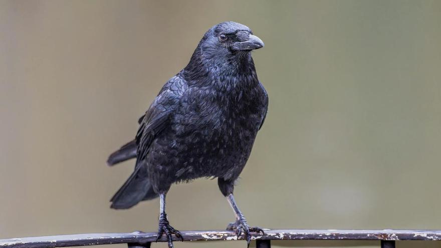 La asombrosa inteligencia de los cuervos: fabrican herramientas y resuelven problemas