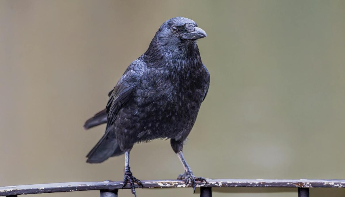 Los cuervos son unas de las aves más inteligentes que existen