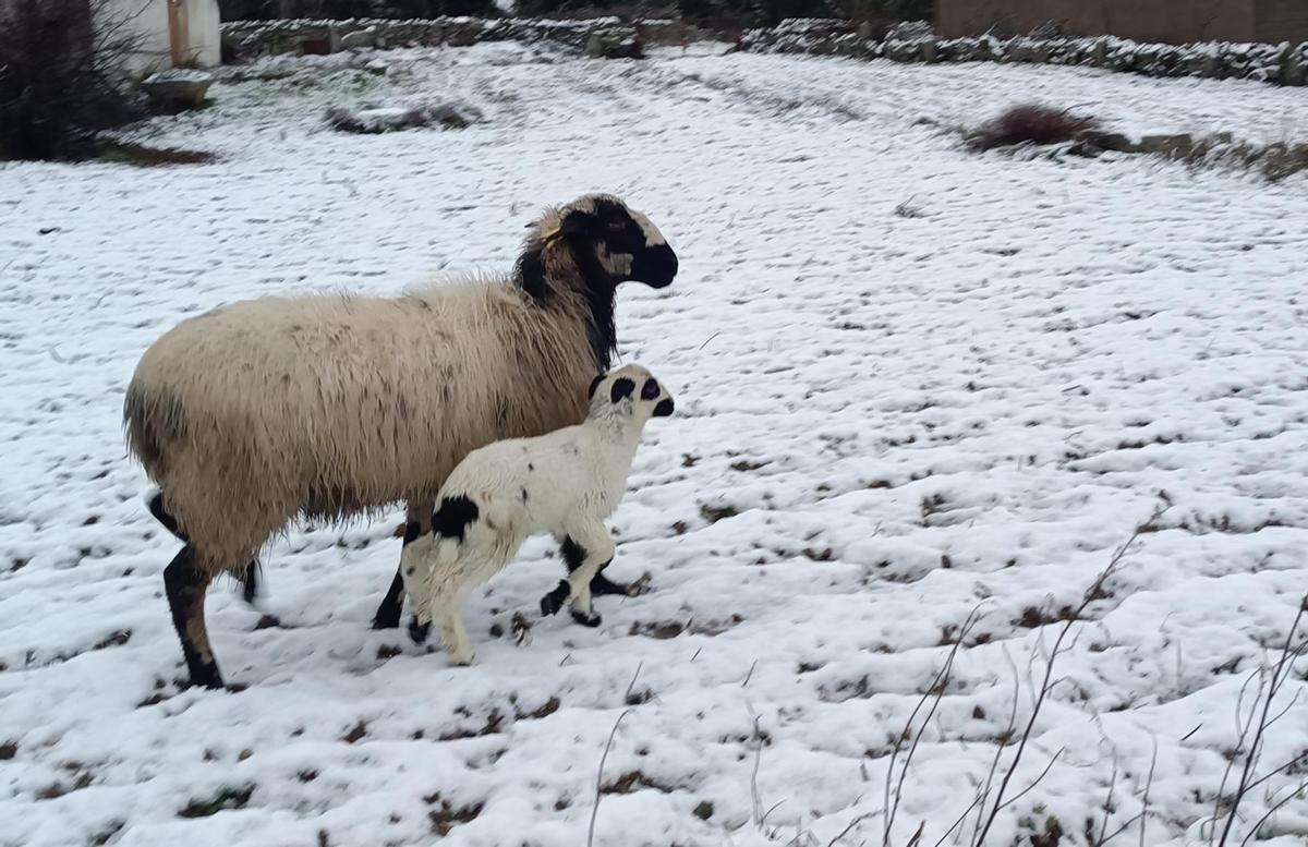 GALERÍA | La nieve cubre los pueblos de Sayago