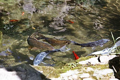 Die Kunsthistorikerin Júlia Ramon erklärt auf einem Rundgang durch die Jardins d’Alfàbia, aus welcher Zeit die Allee, die Wasserspiele und die Bäume stammen