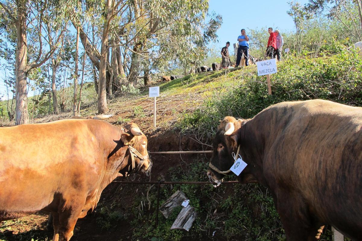 Imagen de archivo de una feria de ganado en las fiestas de San José de Montaña Alta