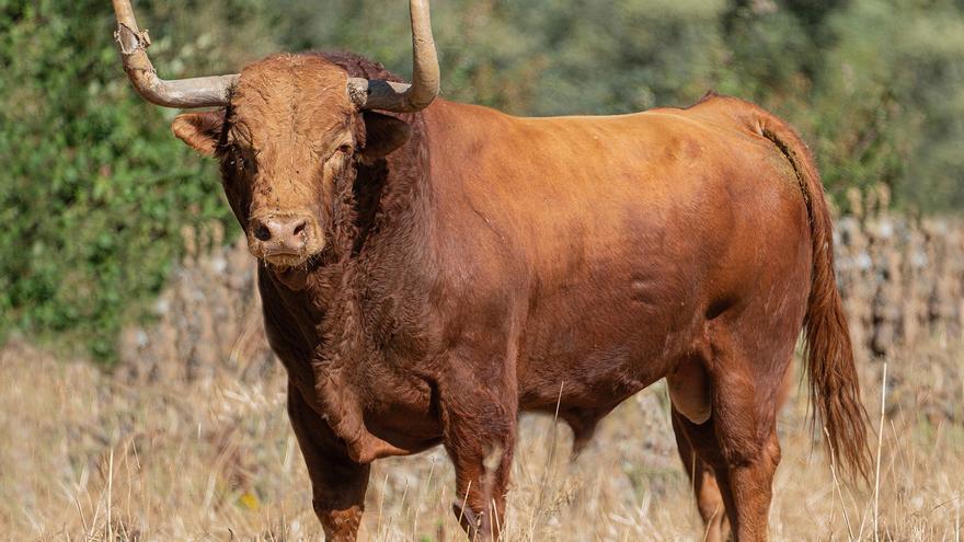 &quot;Portillo&quot;, colorado de 580 kilos, será el Toro de la Vega de Tordesillas 2024
