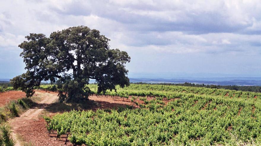 Panorámica de los viñedos cultivados en la finca El Renegado.