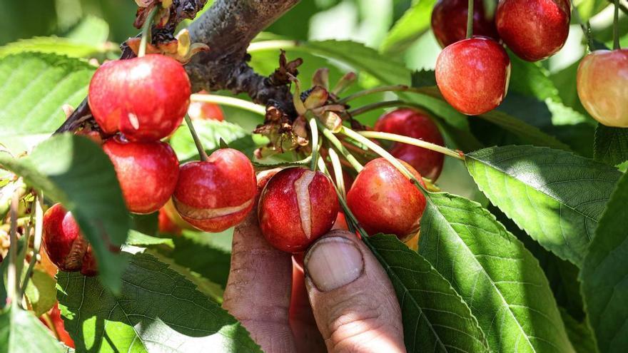 Las lluvias arruinan el inicio de la campaña de cerezas de Alicante