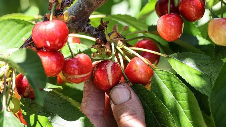Las lluvias arruinan el inicio de la campaña de cerezas de Alicante