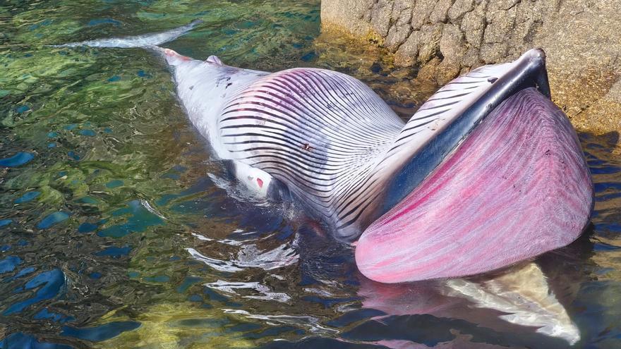 Marineros de Aldán localizan flotando, una cría de ballena en A Costa da Vela.