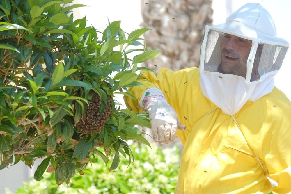 Revuelo en la calle principal de La Marina por un panal de abejas