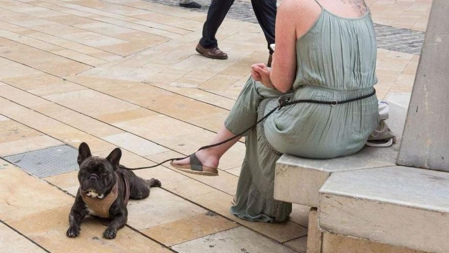 Los cartageneros podrán adoptar una mascota este sábado