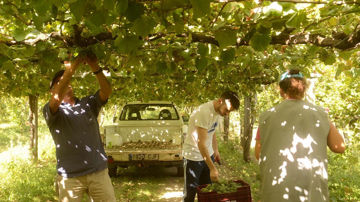 Viticultores arousanos en plena recolección.