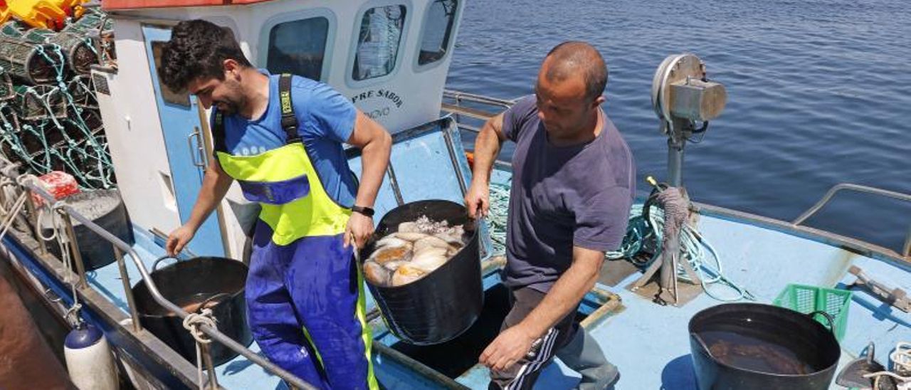 Descarga de pulpo ayer en el Puerto de Portonovo. // PABLO HERNÁNDEZ GAMARRA