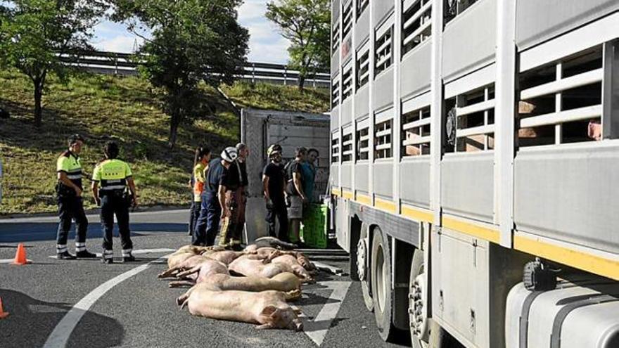 Cadàvers d&#039;alguns dels porcs que transportava el camió accidentat