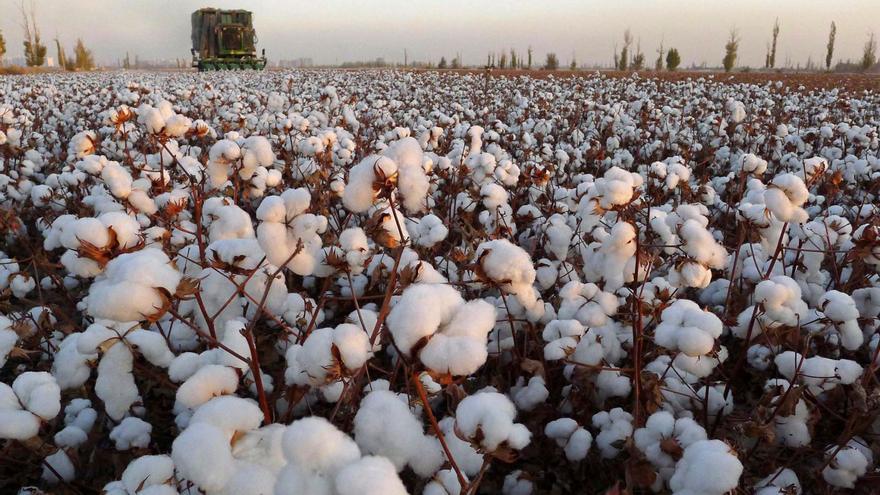 La producción de algodón en Córdoba se ha reducido un 45% este año