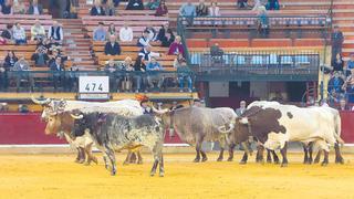 Feria de San Jorge: Inaceptable saldo ganadero de Couto de Fornilhos