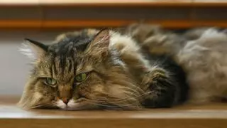 No todos los gatos soportan igual el calor: estas son las cinco razas que más sufren en verano