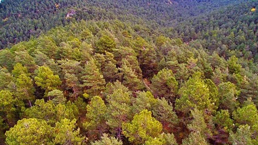 S&#039;han analitzat 23.962 arbres de 227 espècies d&#039;arreu del món