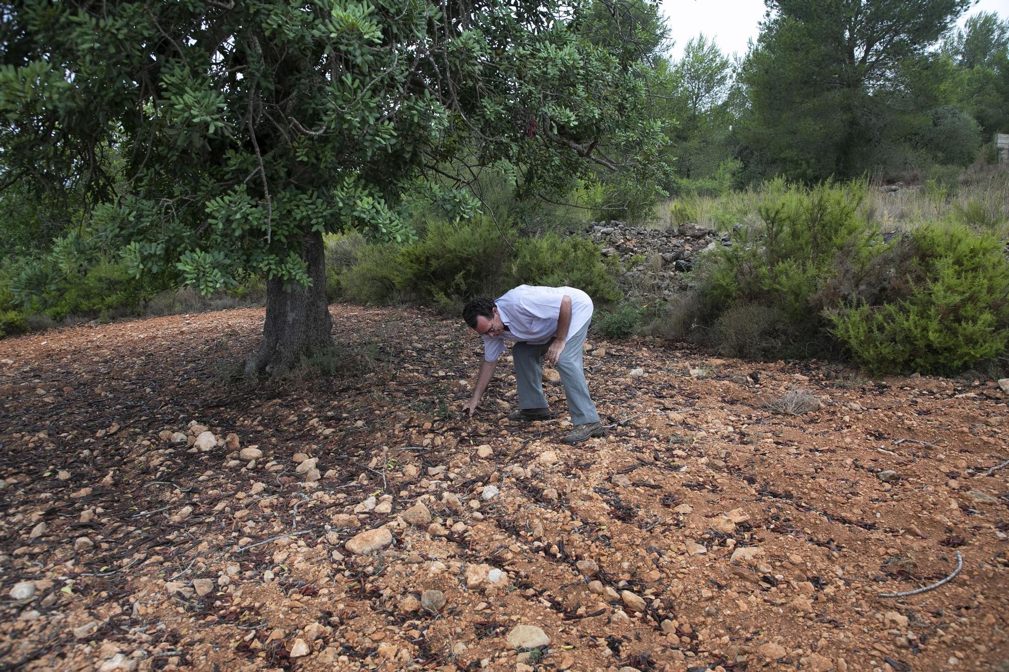 Eduardo Celda, agricultor propietario de algarrobos