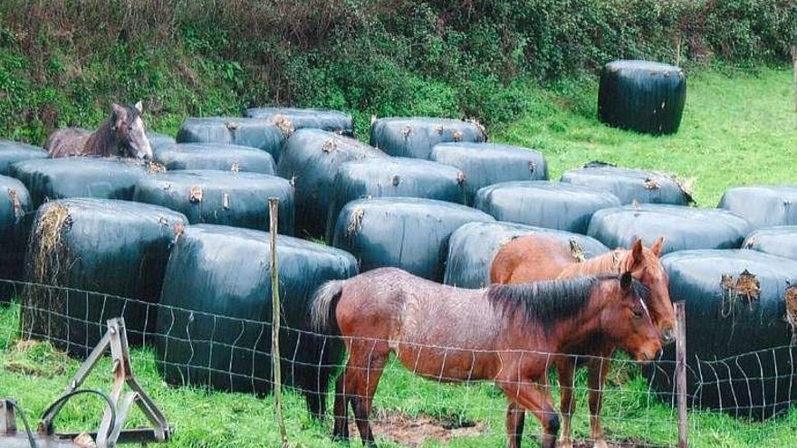 Explotación rural en Cuntis. // Gustavo Santos