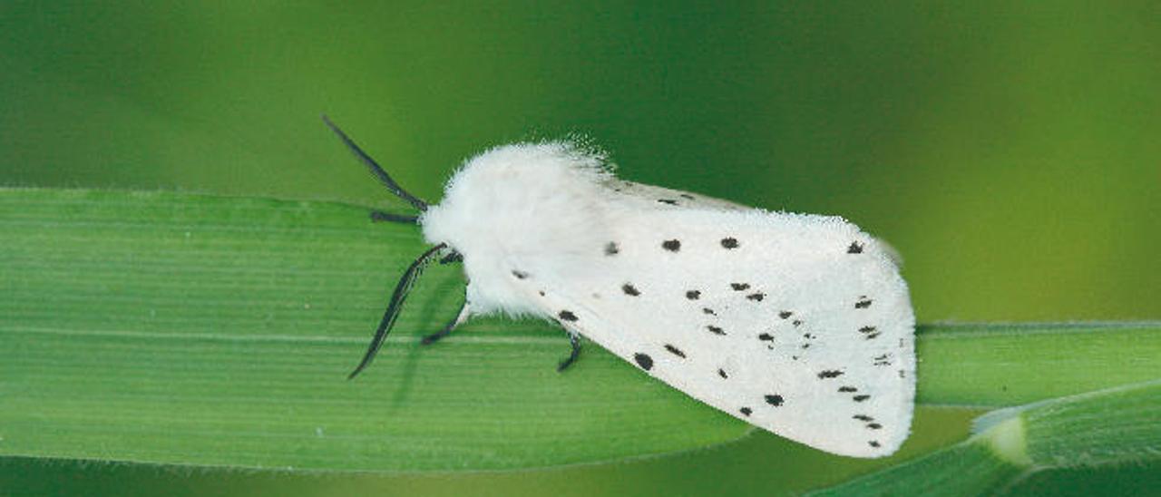 Las polillas y las mariposas son dos de los grupos animales que están aumentando su tamaño debido al crecimiento de las ciudades. En la imagen, un armiño blanco (&#039;Spilosoma lubricipeda&#039;).