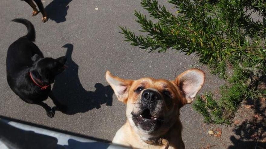 &quot;Es una de las escenas más dantescas que he visto en mi vida&quot;, dice el médico que atendió al hombre atacado por los perros