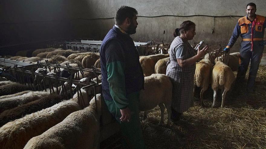 Los ganaderos de ovino de Zamora, en vilo, ante la caída del consumo