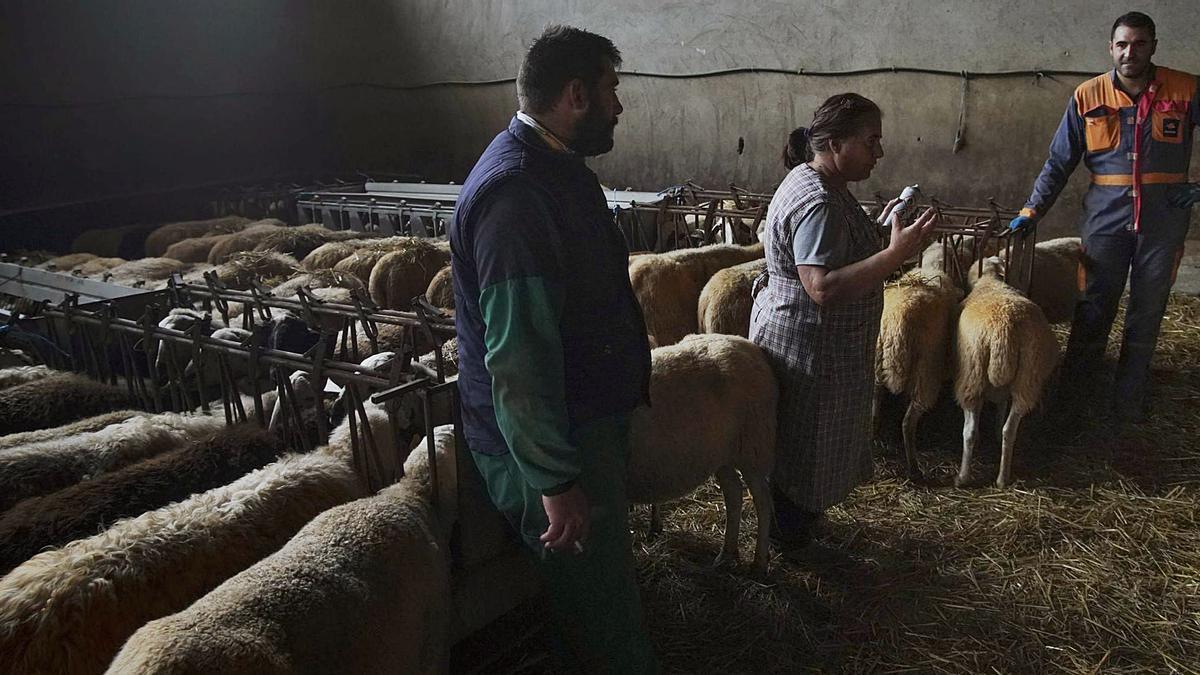 Los ganaderos de ovino de Zamora, en vilo, ante la caída del consumo - La  Opinión de Zamora