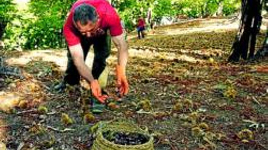 Editan un cartel sobre las plagas y enfermedades de los castaños