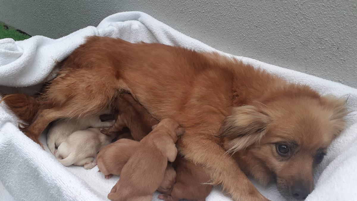 Perros abandonados en Pontevedra | Rescatan a 12 cachorros abandonados en  Caldas de Reis y O Porriño