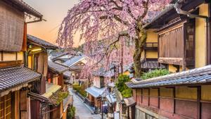 Floración de los cerezos en Japón.