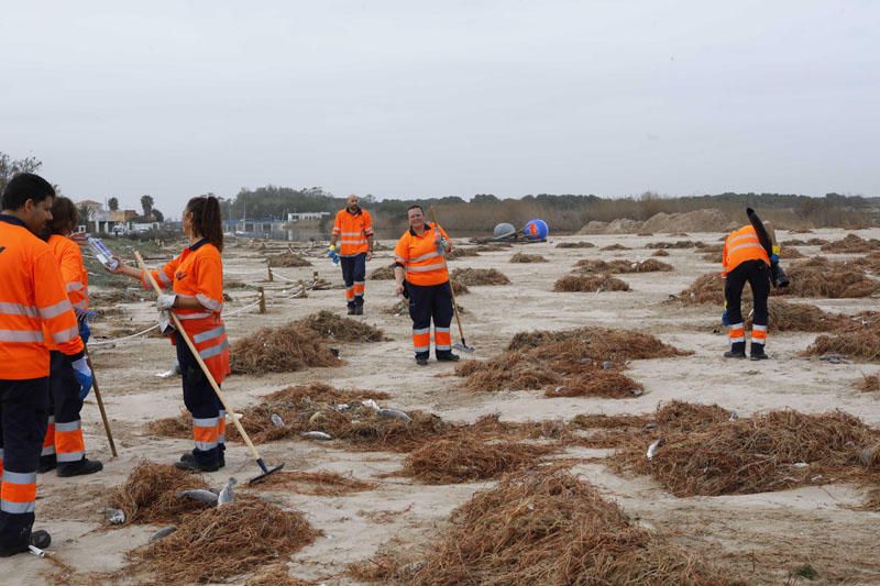 Desperfectos del temporal en las playas del Perellonet y El Saler.