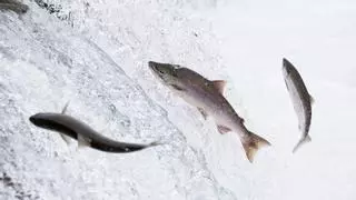 La crisis de los peces migratorios: estas son las causas del colapso del 81% y los grandes ríos más afectados