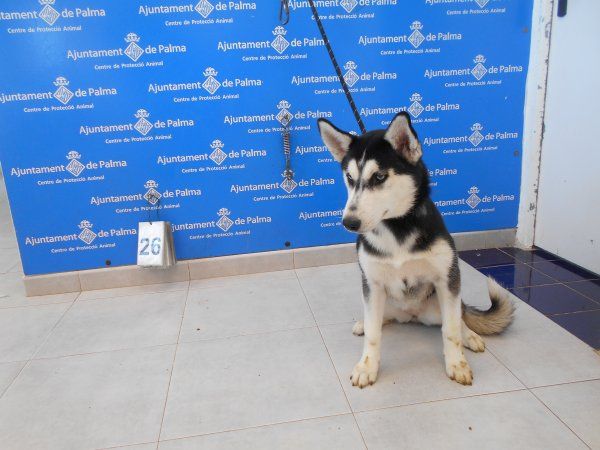 Husky siberiano.jpg