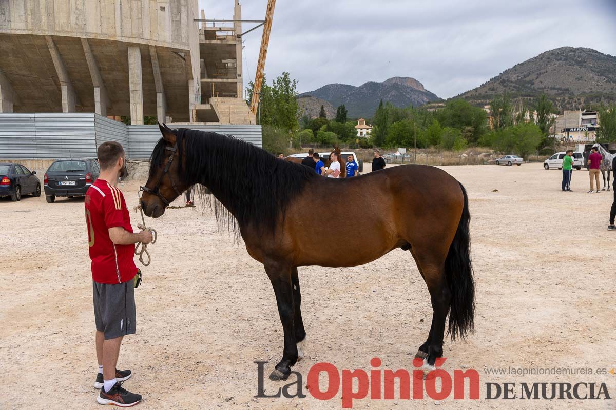 Control veterinario de los Caballos del Vino en Caravaca