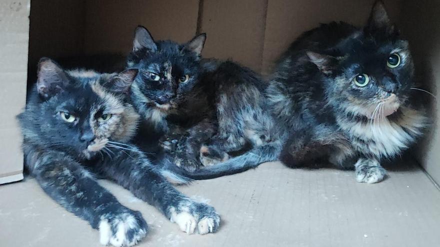 Fotogalería I Así están los gatos de la casa ocupada "de los horrores" de Moncofa