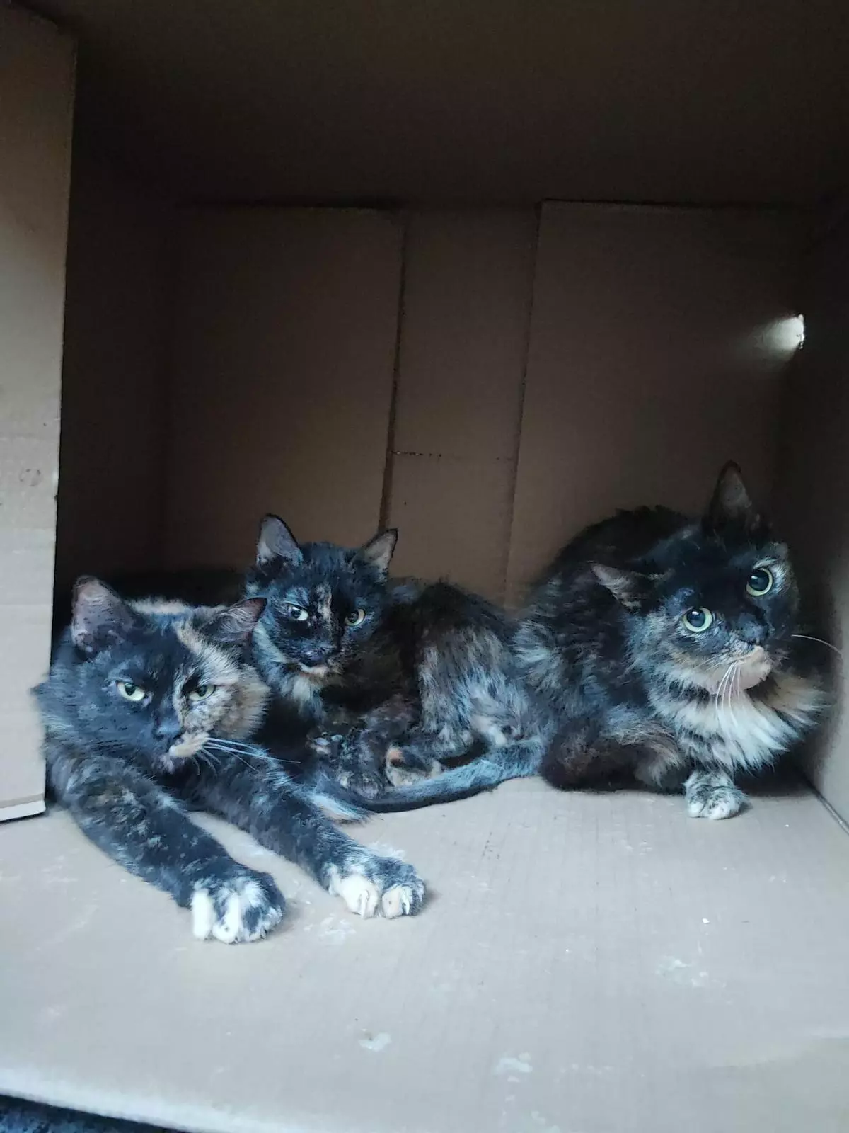Así están los gatos de rescatados de la casa okupada 5 años en Moncofa: Buscan familia