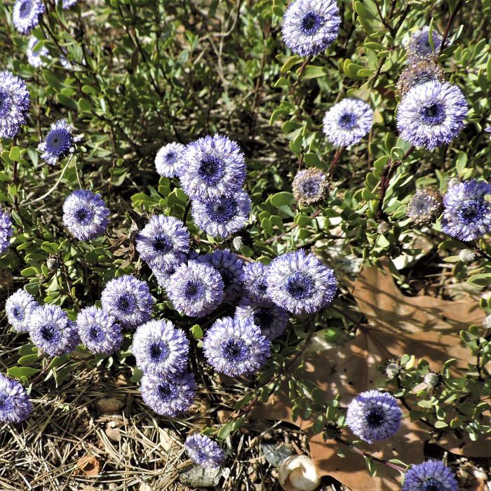 Planta. La foixarda és un petit arbust mediterriani que creix en terrenys calcaris i floreix quan s’acaba l’hivern.