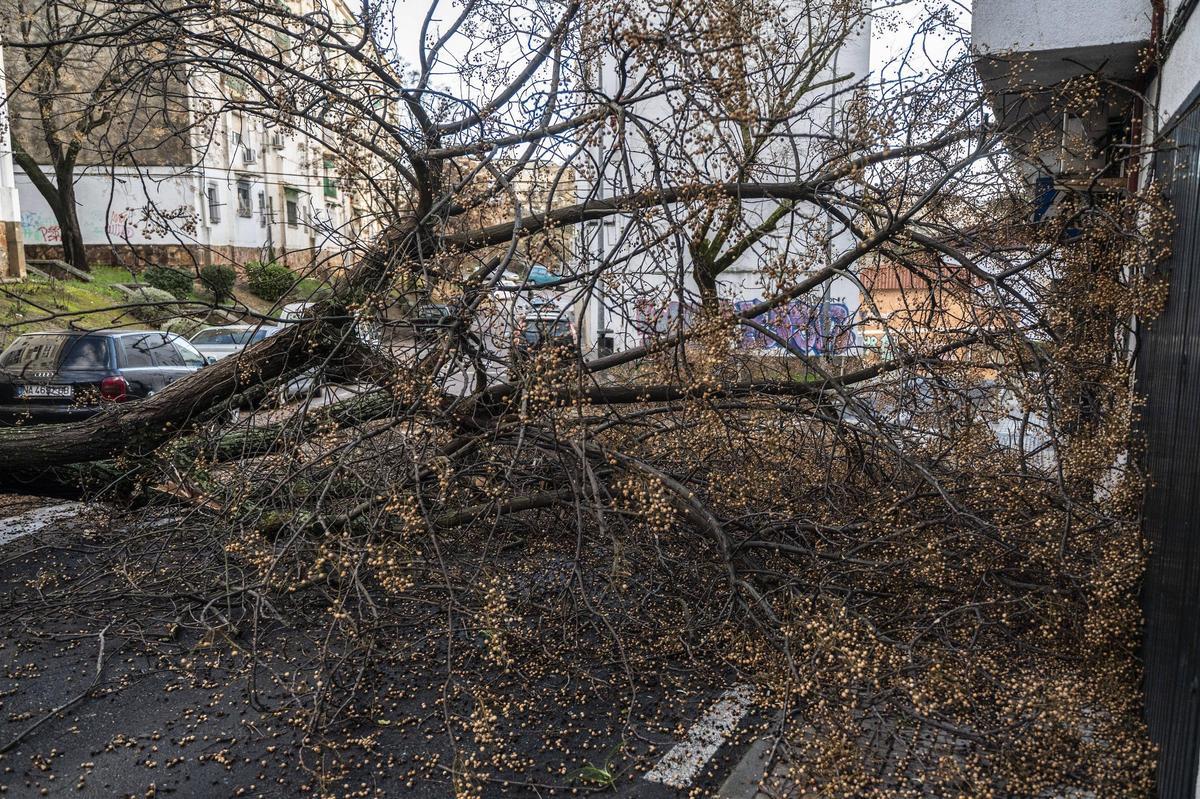 Fotogalería | El temporal en Cáceres, más imágenes